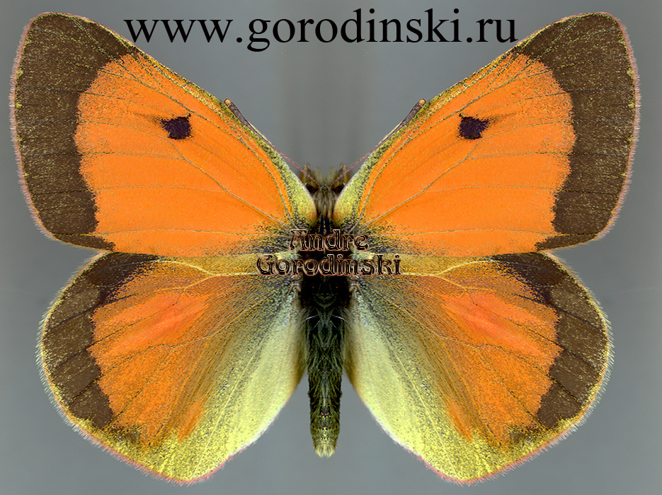 http://www.gorodinski.ru/pieridae/Colias eogene elissa.jpg